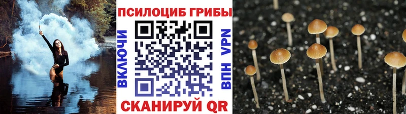 Купить где  Камень-на-Оби  Псилоцибиновые грибы Cubensis 